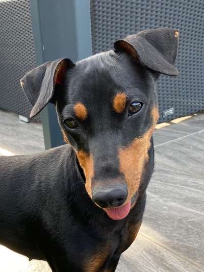 Die besten Hundeblicke 🐾❤️-Beitrag-Bild