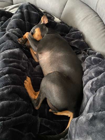 Liebhaber des Deutschen Pinscher gesucht.-Beitrag-Bild