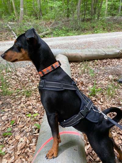 Liebhaber des Deutschen Pinscher gesucht.-Beitrag-Bild