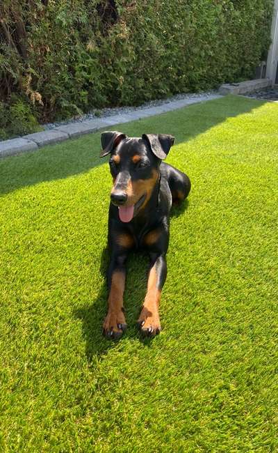 Liebhaber des Deutschen Pinscher gesucht.-Beitrag-Bild