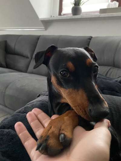 Liebhaber des Deutschen Pinscher gesucht.-Beitrag-Bild