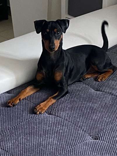 Liebhaber des Deutschen Pinscher gesucht.-Beitrag-Bild