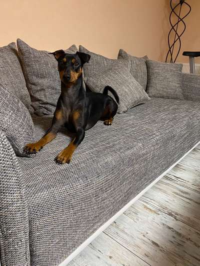 Liebhaber des Deutschen Pinscher gesucht.-Beitrag-Bild