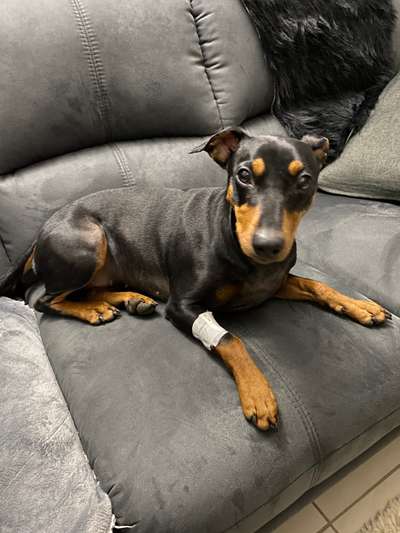 Liebhaber des Deutschen Pinscher gesucht.-Beitrag-Bild