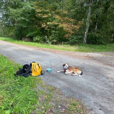 Hundetreffen-Social Walk-Bild