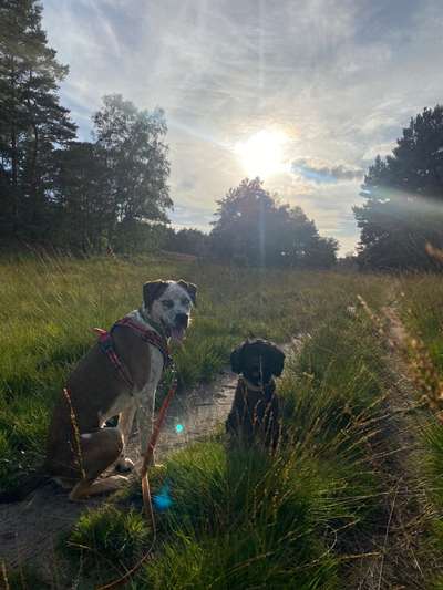 Hundetreffen-Kleine und größere Hundewanderungen-Bild