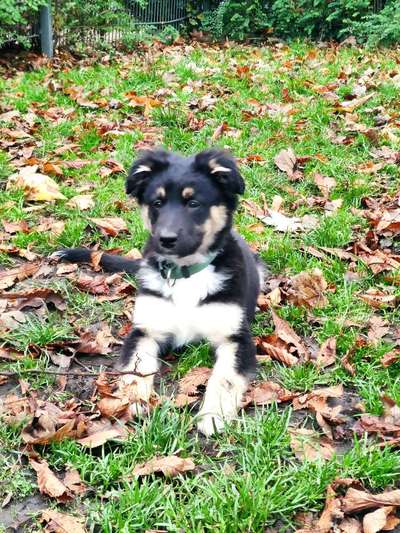 Hundetreffen-Welpen/Junghunde treffen im Westpark-Bild