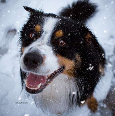 Hundetreffen-Spaziergänge oder rumalbern-Bild