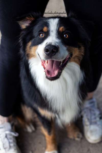 Aussies-Beitrag-Bild