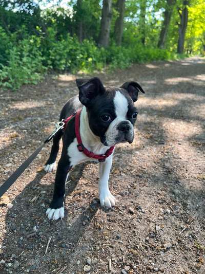 Hundetreffen-Welpentreffen in Wiedersdorf-Bild