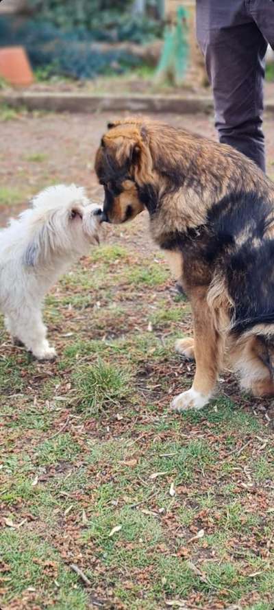 Hundetreffen-Gassirunde-Bild