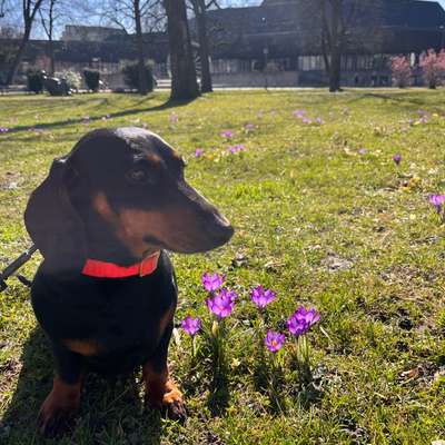 Hundetreffen-Spazier-/Spielkameraden gesucht-Bild