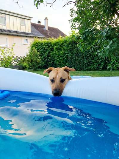 Die Dogorama Kalender Challenge 4/4-Beitrag-Bild