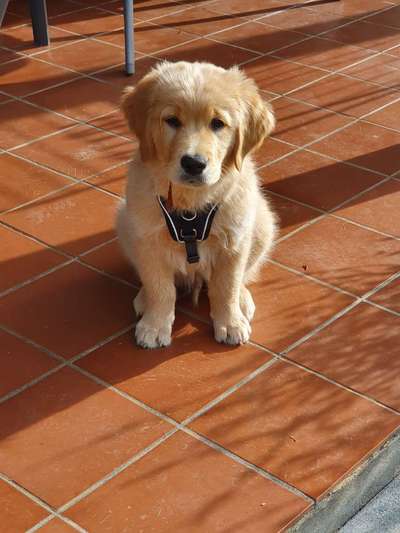 Wo sind die Golden Retriever Liebhaber?-Beitrag-Bild