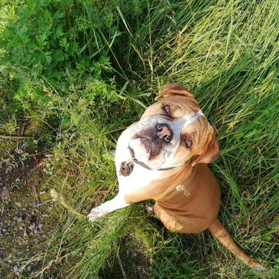 Die Dogorama Kalender Challenge Titelbild-Beitrag-Bild