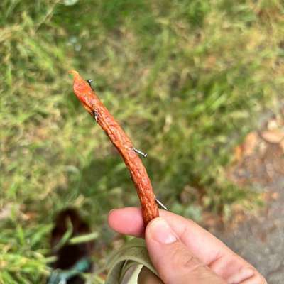 Giftköder-Mit Nägeln präparierte Wurst gefunden-Bild