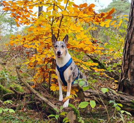 Fotochallenge No. 26                                     Wald und Wiese-Beitrag-Bild