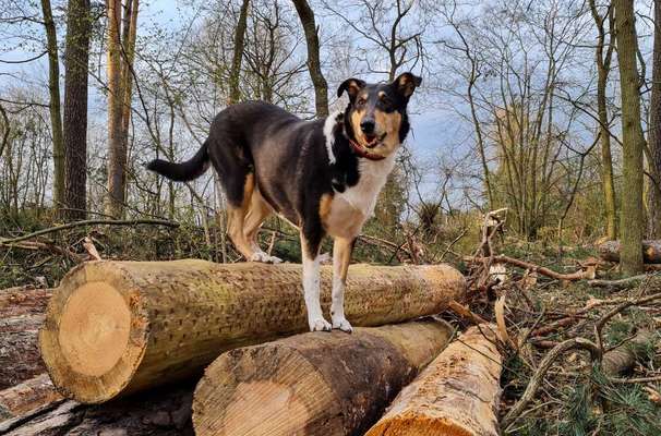 Fotochallenge No. 26                                     Wald und Wiese-Beitrag-Bild
