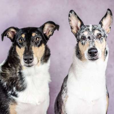 Hundetreffen-Welpentreffen Bohnsdorf