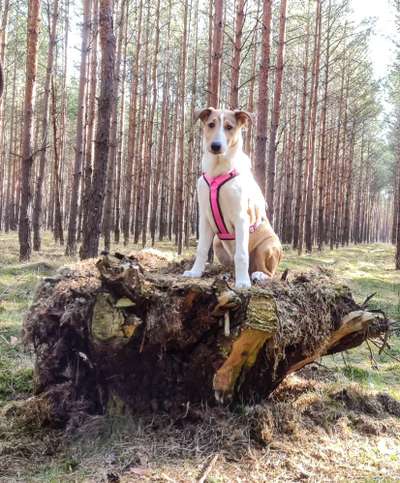 Fotochallenge No. 26                                     Wald und Wiese-Beitrag-Bild