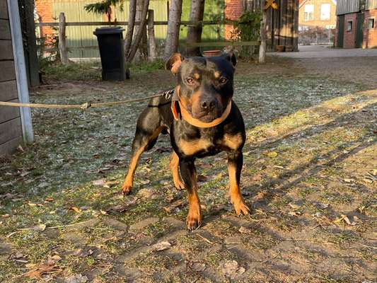 Hundetreffen-Tägliche Gassi- und Spielrunden-Bild