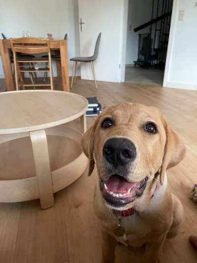 Hundetreffen-Hundekontakte üben-Bild