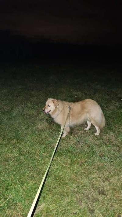 Mischlingshunde Foto Aufruf-Beitrag-Bild