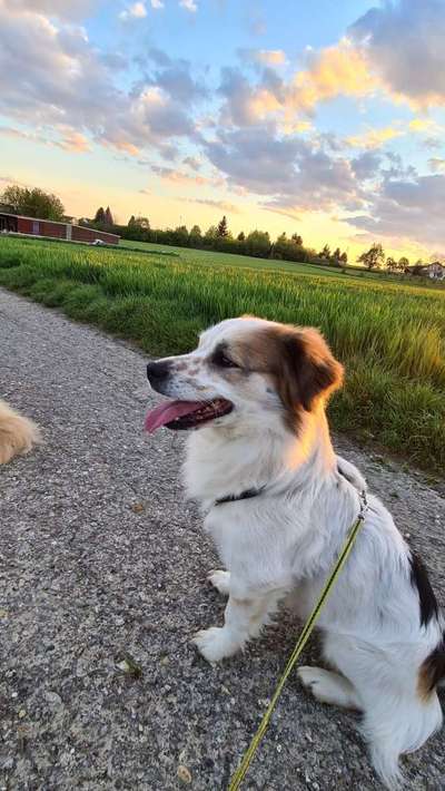 Mischlingshunde Foto Aufruf-Beitrag-Bild