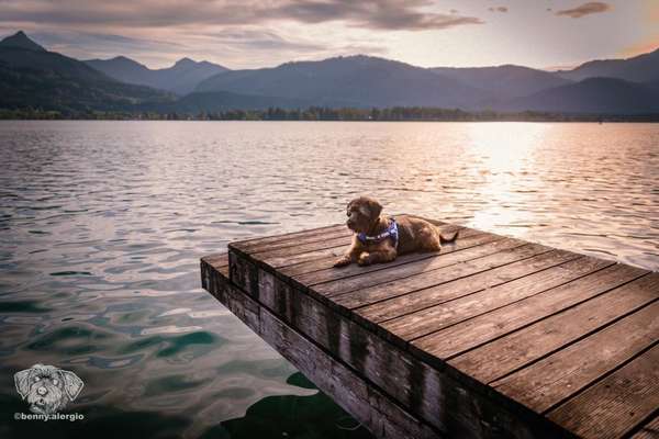 Dogorama-Monats-Challenge-Mai "Wasser"-Beitrag-Bild