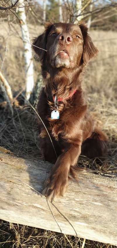 Fotochallenge No. 26                                     Wald und Wiese-Beitrag-Bild