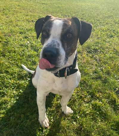 Dogorama Photo Challenge - Der Frühling kommt-Beitrag-Bild