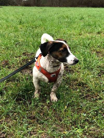 Jack Russell Terrier-Beitrag-Bild