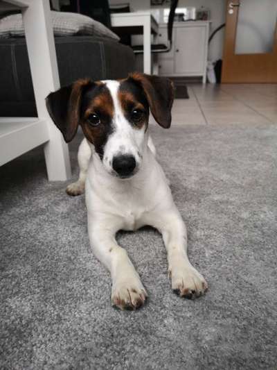 Wo sind die Jack und Parson Russell Terrier?-Beitrag-Bild