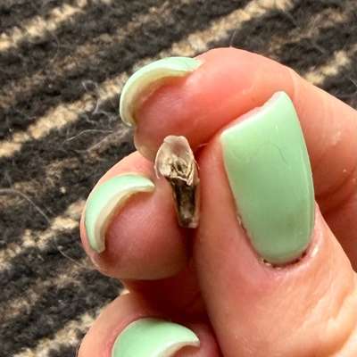 Wolfskralle Horn abgerissen-Beitrag-Bild