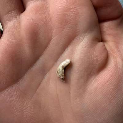 Wolfskralle Horn abgerissen-Beitrag-Bild