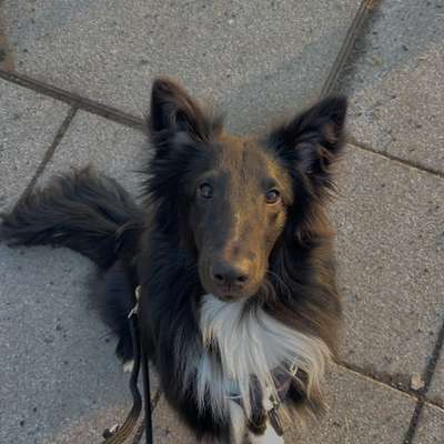 Hundetreffen-Entspannte Spaziergänge 🐾-Bild