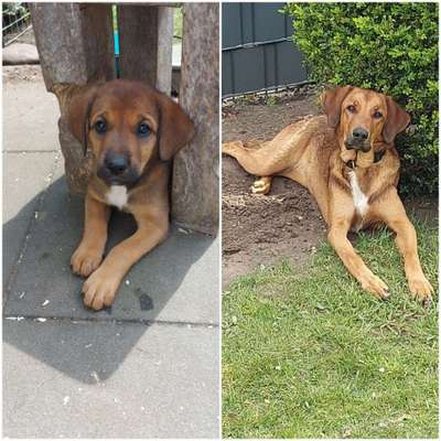 Vom Welpen zum Hund-Beitrag-Bild