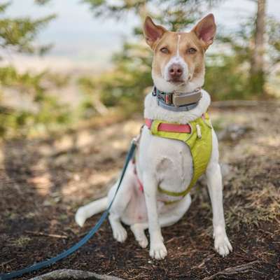 Hundetreffen-Lauf- und Spielbuddy für Maya-Bild