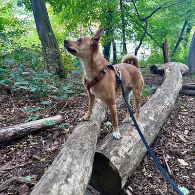 Hundetreffen-Social walk & Spielen & Tranieren-Bild