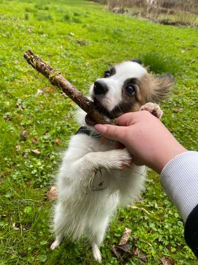 Die Dogorama Monats Challenge "Es grünt und blüht"-Beitrag-Bild