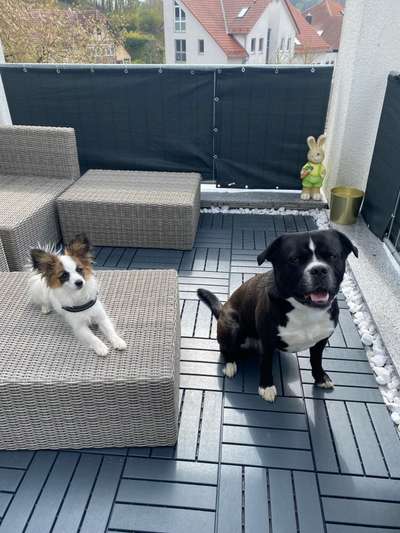 Bester Freund, Hundekumpel - zeigt her!-Beitrag-Bild