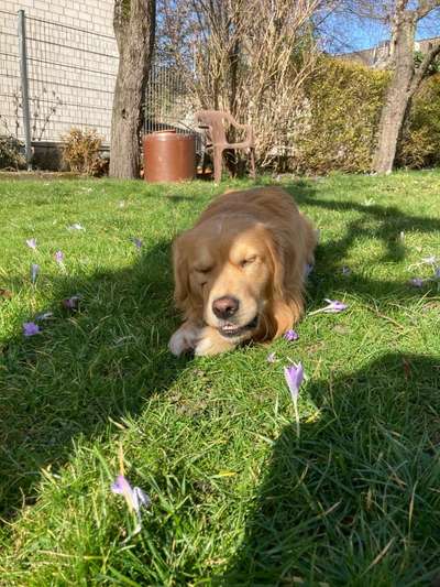 zeigt eure Hunde mit Ihren Frühlingsgefühlen:)-Beitrag-Bild