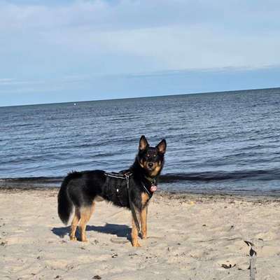 Hundetreffen-Spaziergang zur Verbesserung des Sozialverhaltens-Bild