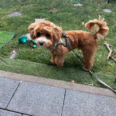 Maltipoo Freunde-Beitrag-Bild