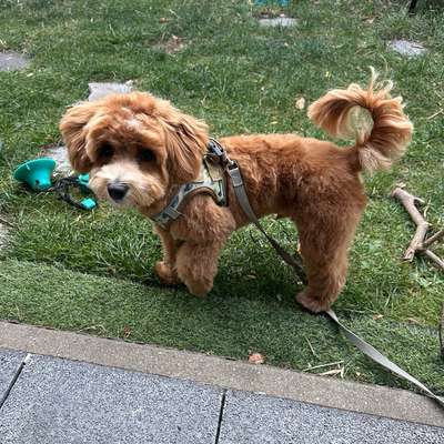 Hundetreffen-Playdate for puppy in Biotop Stuhr-Bild