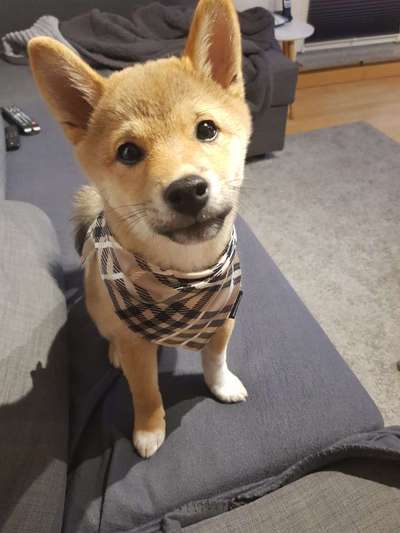 CHALLENGE NR. 19 - Der Hundeblick-Beitrag-Bild