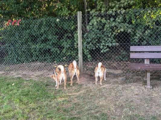 aktuelles Foto Gruppe SHIBA INU Raum Stuttgart