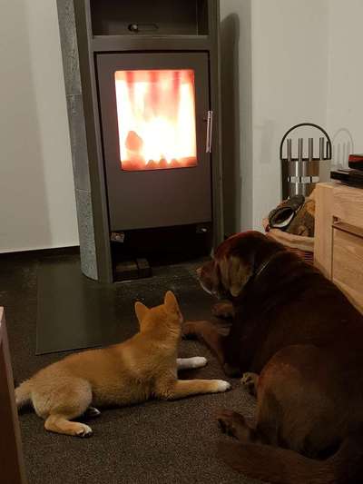 Bester Freund, Hundekumpel - zeigt her!-Beitrag-Bild