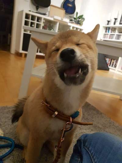 Zeige das lustigste Bild eures Hundis-Beitrag-Bild