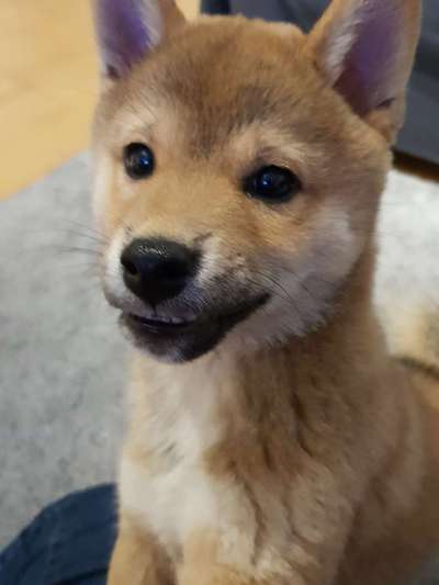 Welche Hunderasse-Beitrag-Bild